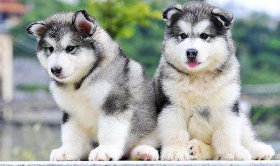 阿拉斯加和哈士奇它们的区别在哪里，谁更值钱一些呢，你喜欢哪个