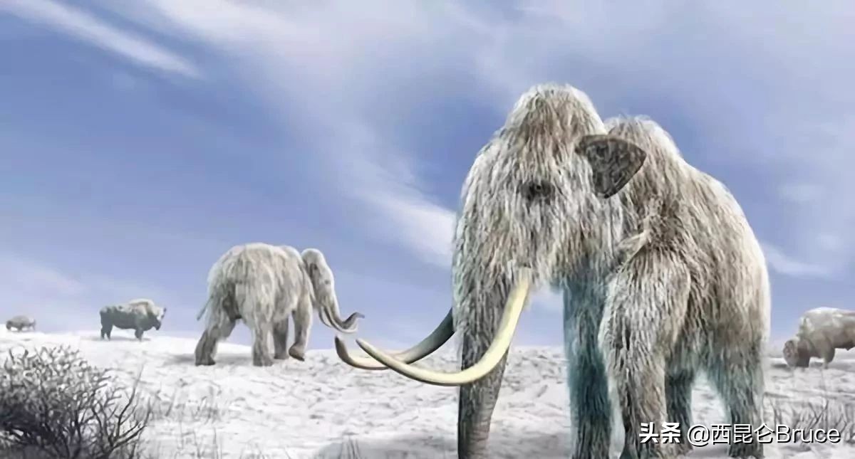猛犸象还有几年才能复活,猛犸象有望复活