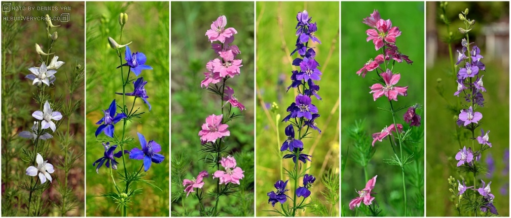 花艺插花常见花名有哪些,鲜花插花的技巧有哪些