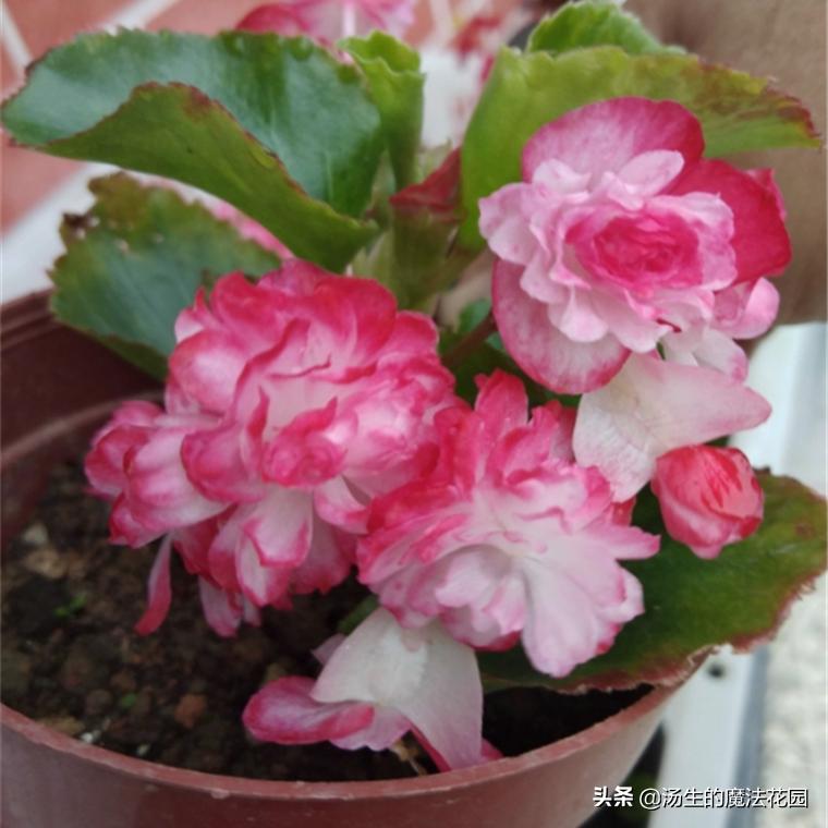 四季海棠暖气房养为啥不开花,四季海棠每年什么时候发芽开花