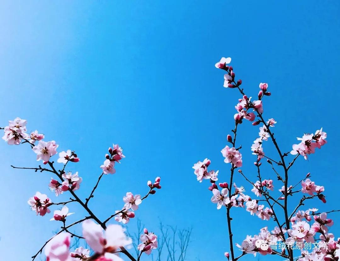 李晓云思茅,李晓云发过的作品