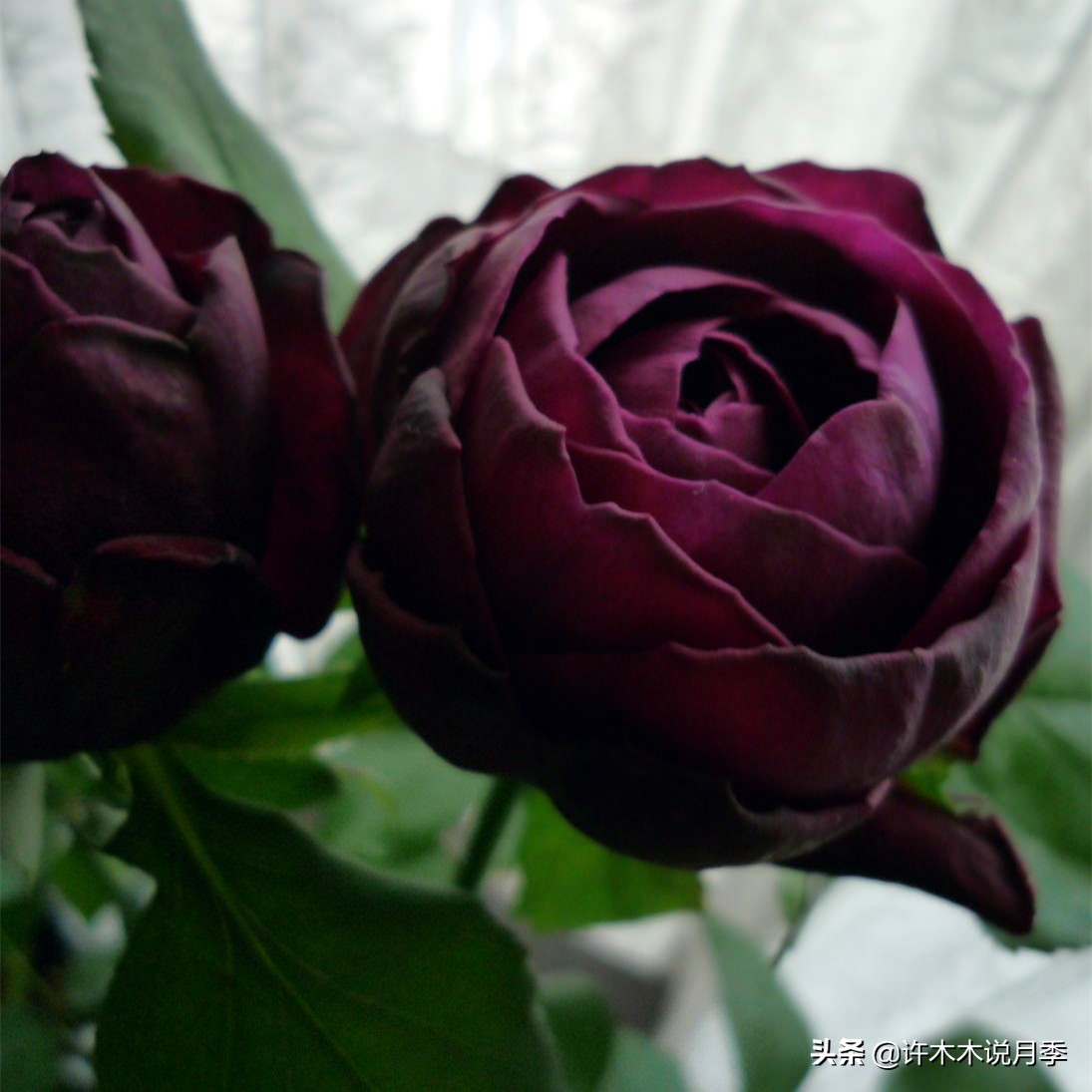 月季同时病害和虫害怎么办,月季感染蓟马怎么办