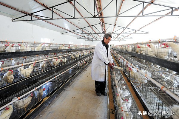 养殖鸡长得慢怎么办呢,养殖鸡为什么变轻