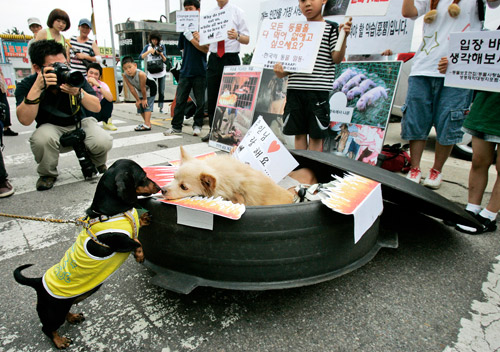 世界上最大狗肉市场,全世界最大的狗肉市场