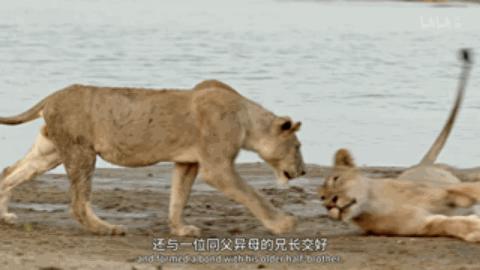 流浪雄狮和幼狮,流浪幼狮米菲成长记