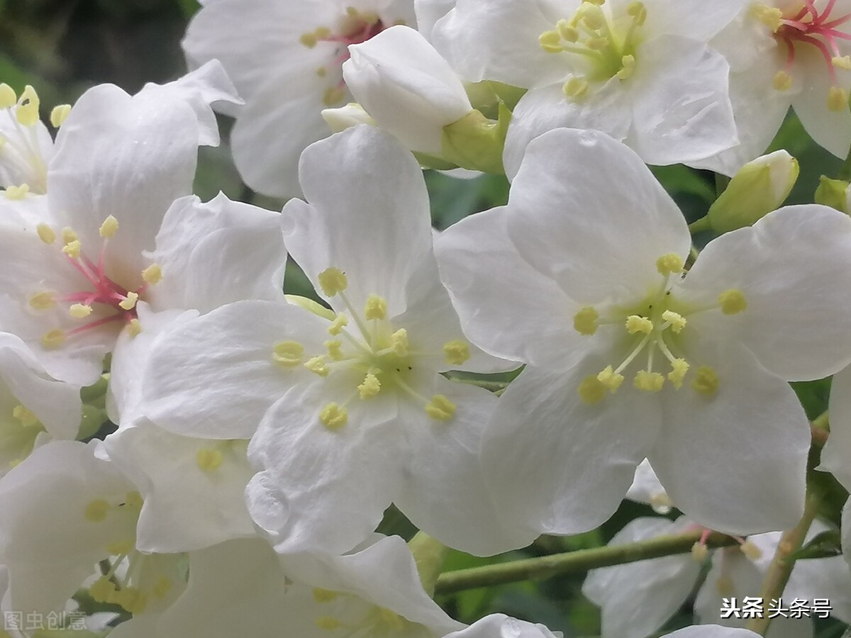 油桐花开时,四月又到油桐花开时