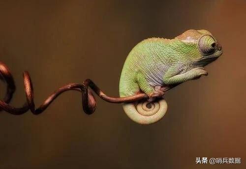 全球十大最小的宠物,全球10大最小宠物小巧可随身携带