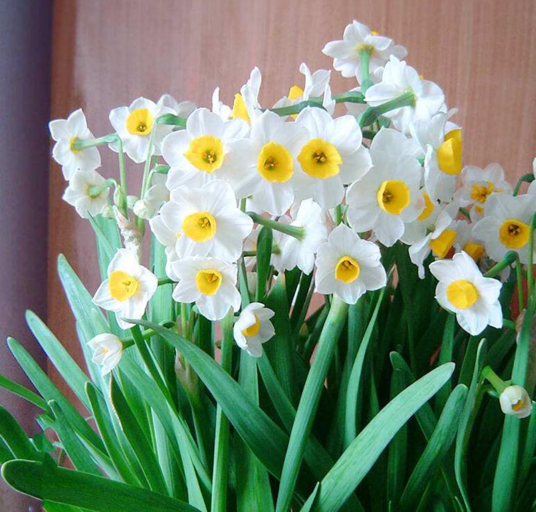 水仙花倒伏的原因和解决方法,水仙花叶子太长倒下了怎么处理