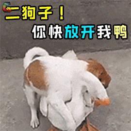 毛孩子发情期可以绝育吗,发情后怎么判断它需要绝育了