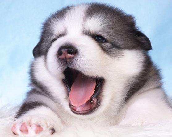 阿拉斯加为什么是雪橇三傻老大,阿拉斯加二哈雪橇三傻怎么区分