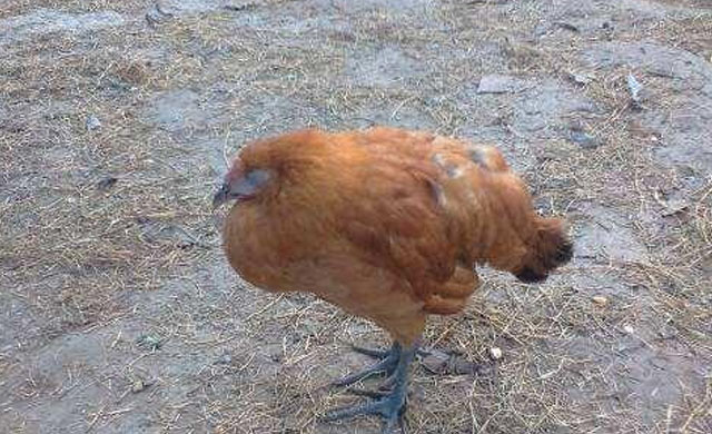 得鸡瘟的鸡还没死能食用吗,如果散养十多个鸡得了鸡瘟怎么办