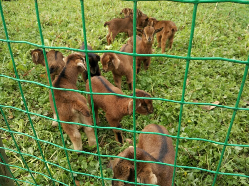 羊养殖中需要的药物的用量,养殖羊必备药品清单表