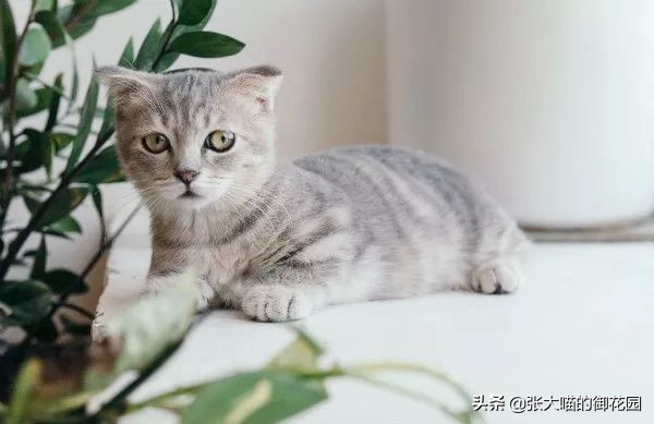 鞭炮声猫咪怕的声音是什么,猫咪怕鞭炮声怎么办