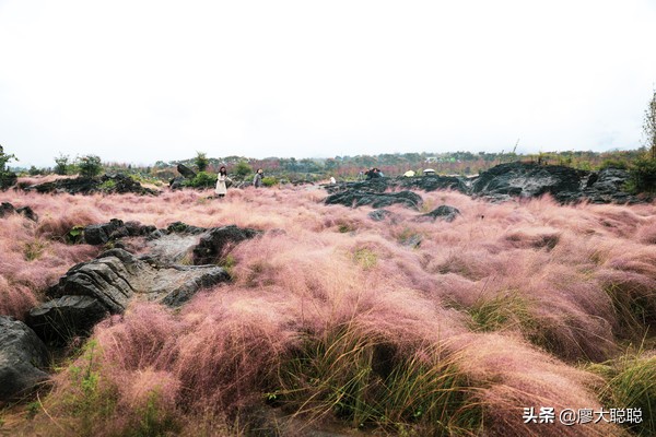 重庆这片花海你还没有来打开，那你就输了