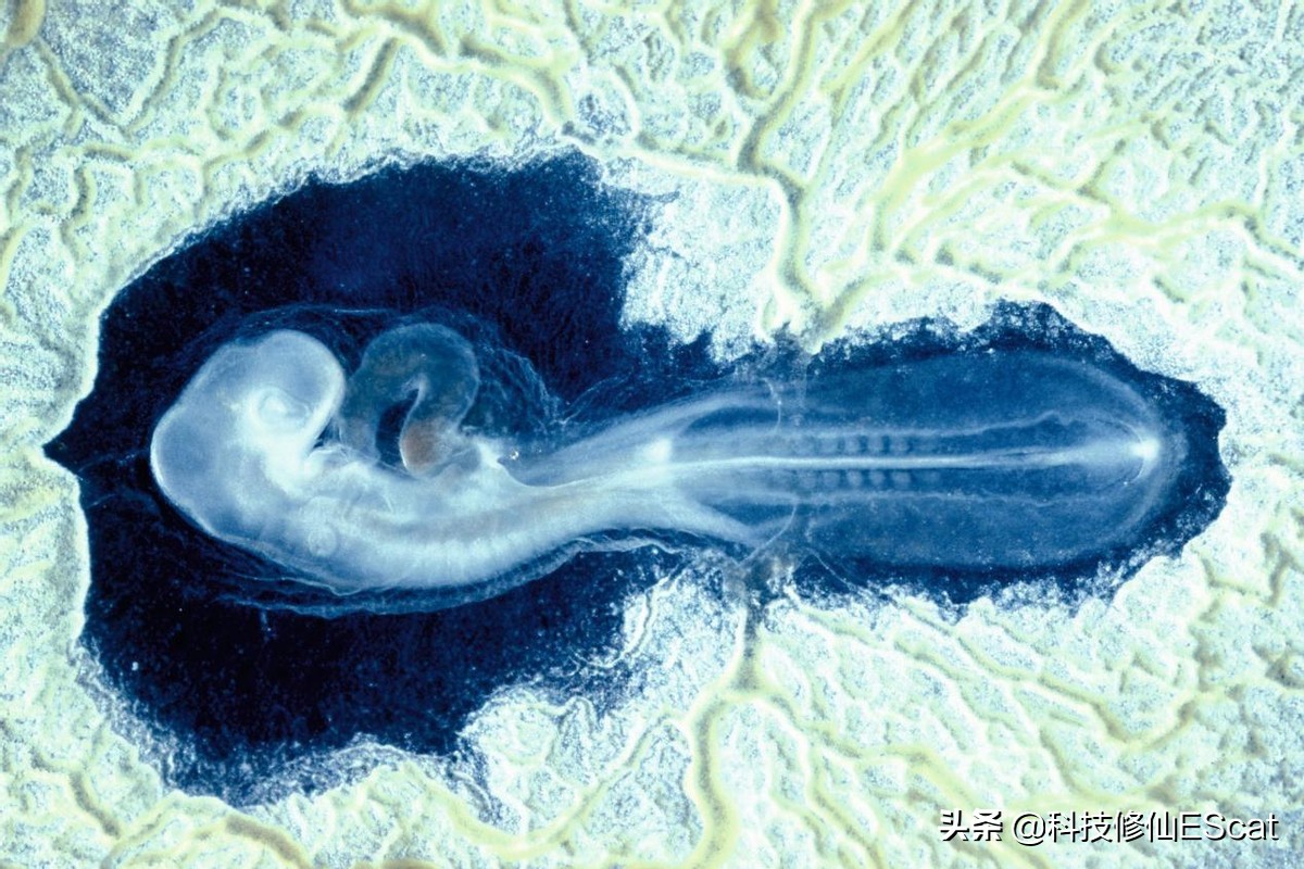 以人类目前的技术能复活恐龙吗,用ar技术复活中国远古时期的恐龙