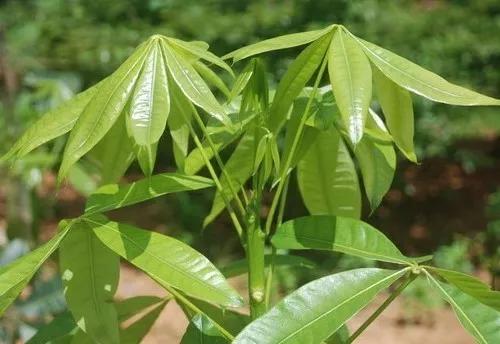 冬天植物被冻坏了怎么抢救,植物冻伤后怎么养