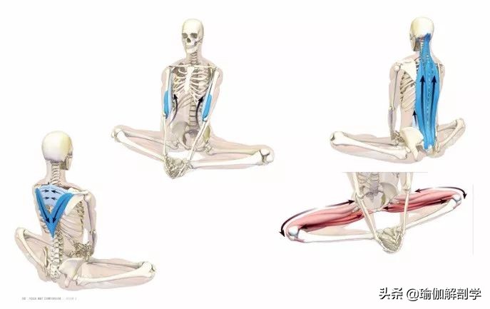 瑜伽18个基本体式,18个瑜伽体式正确图