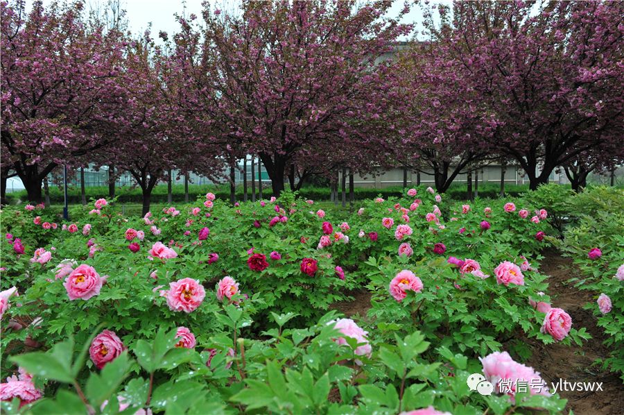 杨凌现状,杨凌最新照片