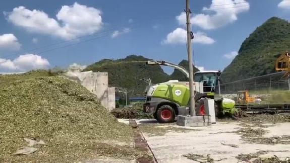 机械化养牛场,中国机械化养牛的新模式