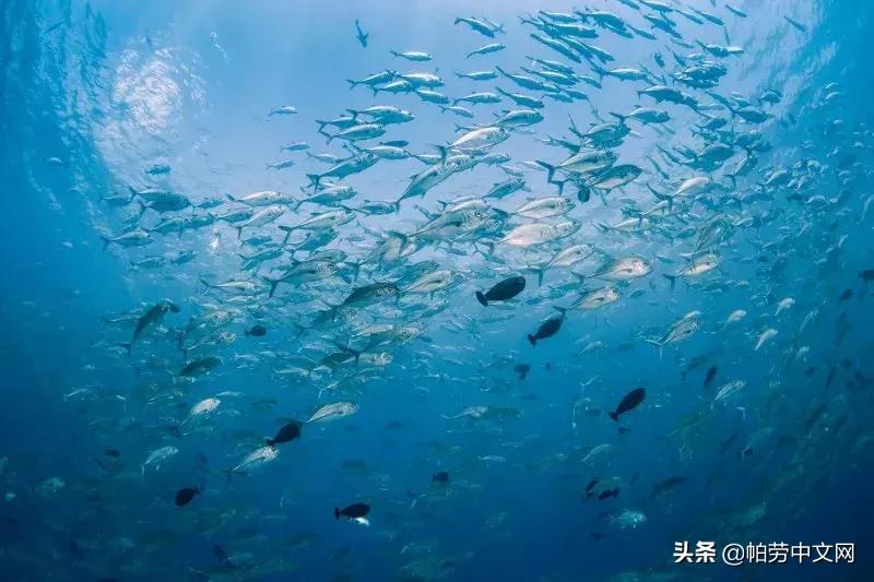 旅行帕劳,去帕劳的真实感受