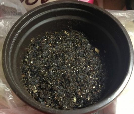 火龙果水培盆栽的养殖方法,火龙果的盆栽技术注意事项