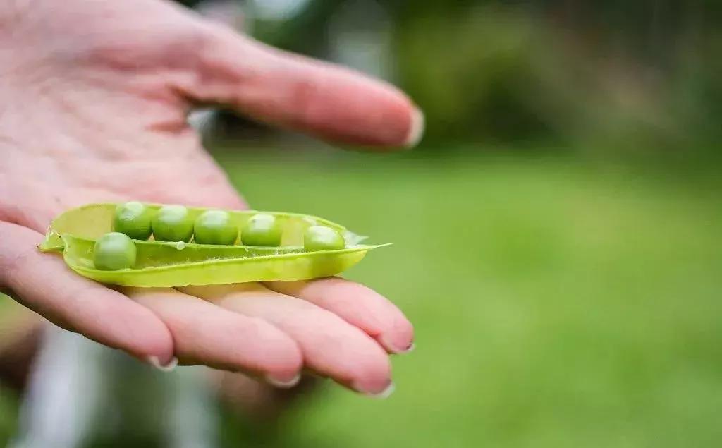 不吃点季节限定美食，这个春天就太没意思了