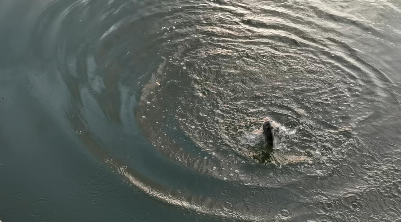 一天钓鱼最多能赚多少钱,一天能赚600-800块钱的工作