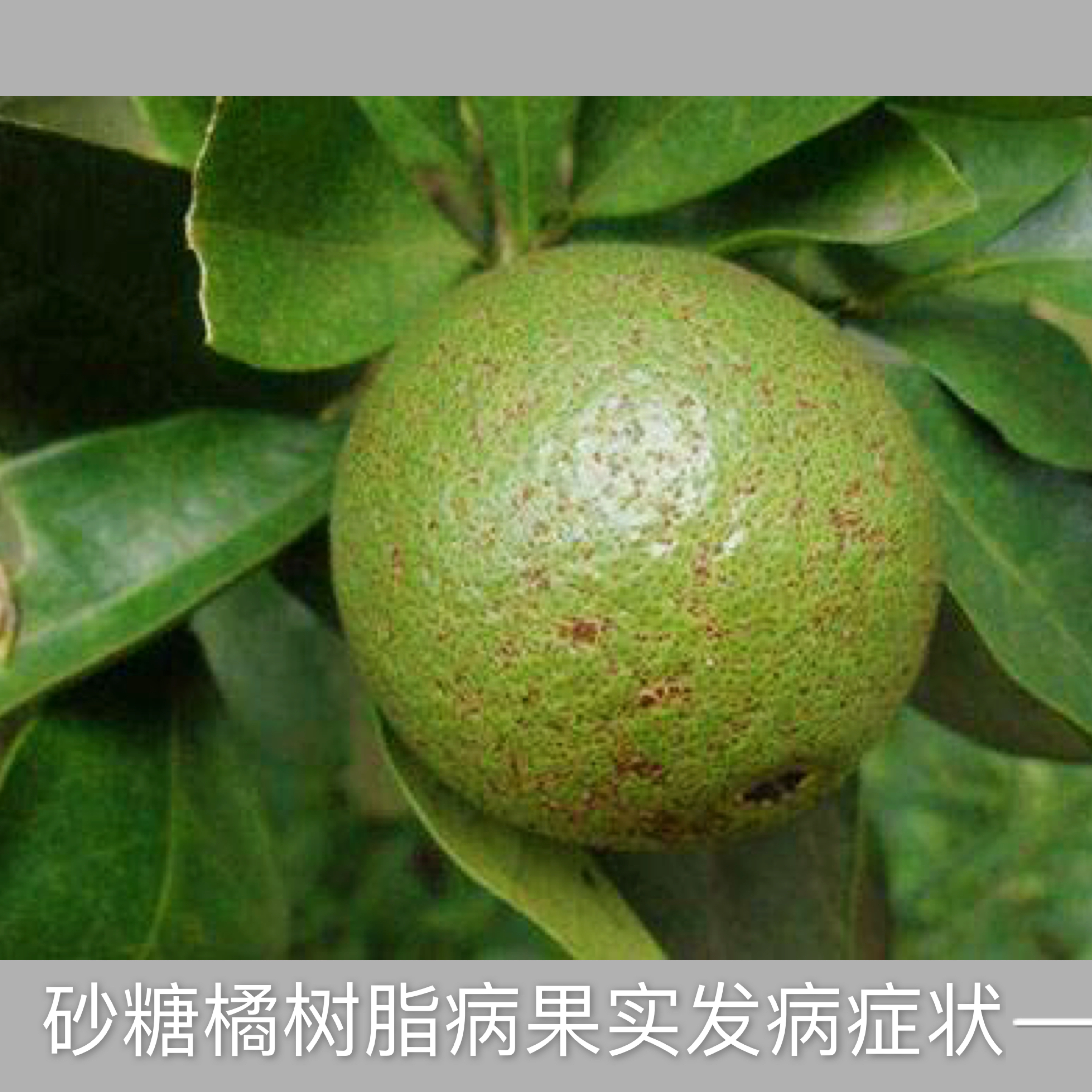 沙糖桔秋季落果,金秋砂糖橘成熟期病害