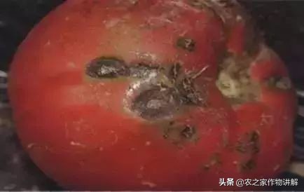 西红柿着色不均预防,大棚西红柿裂口并腐烂是什么原因