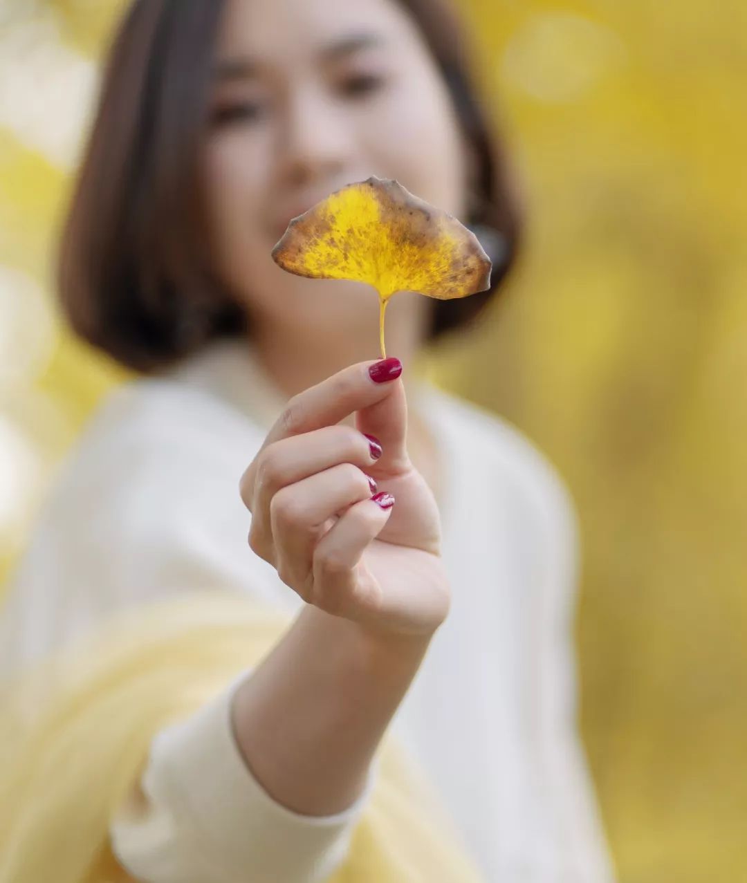 成都市区值得一去的银杏打卡,双流看银杏叶