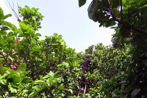 一个柚子一般有多重,柚子结果树怎样管理