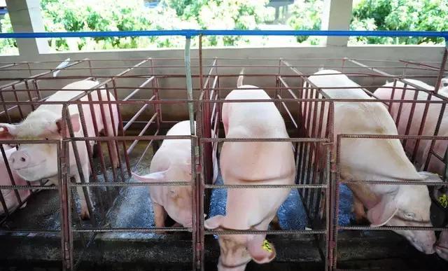 母猪胃溃疡怎么处理,母猪胃溃疡吃了草呕吐