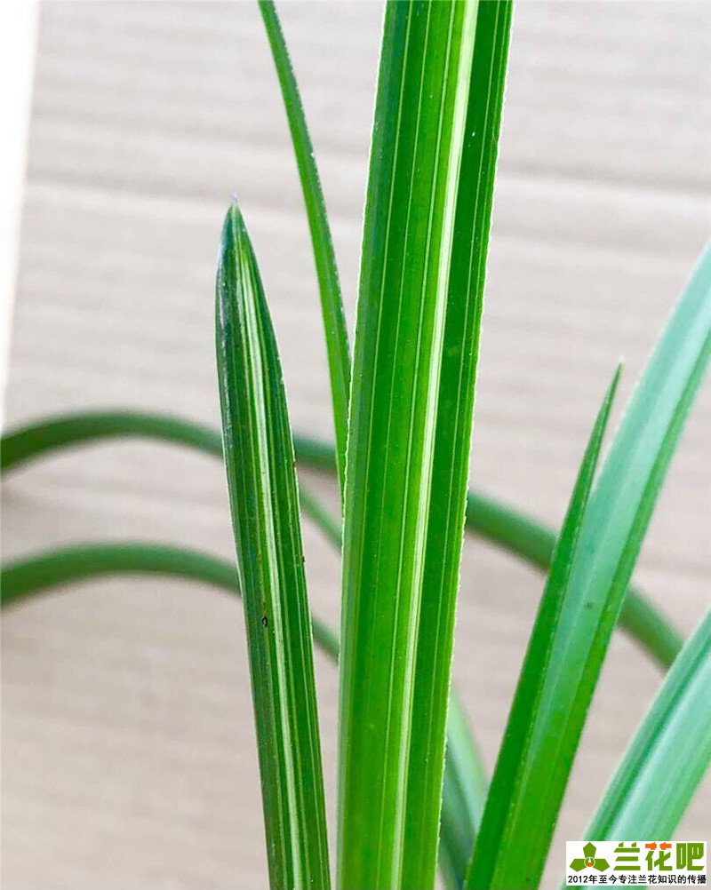 兰花边艺对照表,兰花边艺的种类