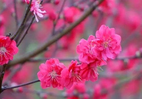 描述春天最好的十首诗句,积累十句关于春天的诗句