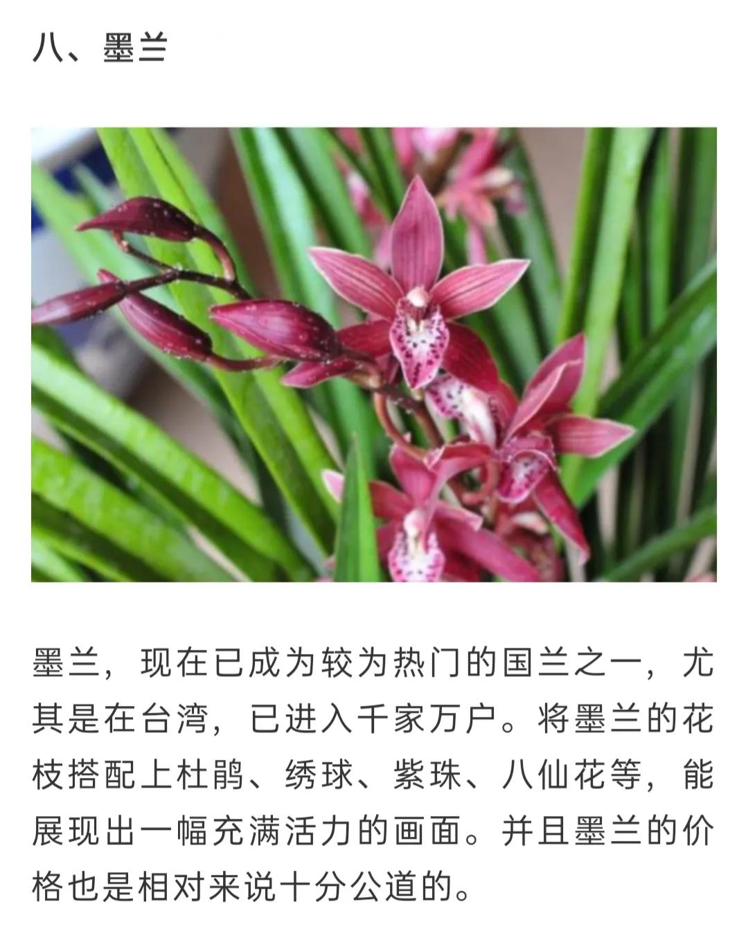 兰花品种大全简介,兰花种类讲解视频