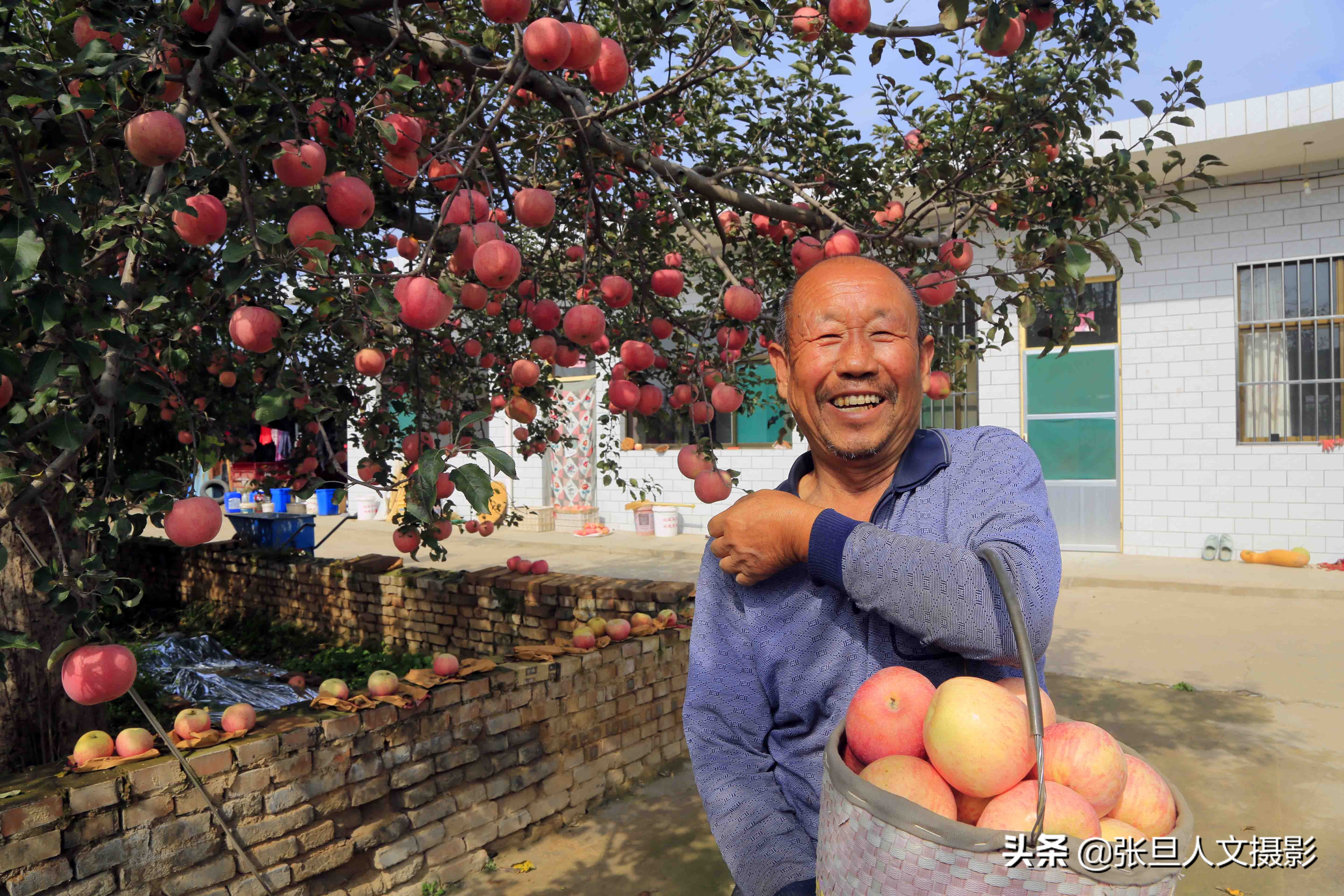 70岁老农民种植三亩果树,山西农村种植苹果致富典型