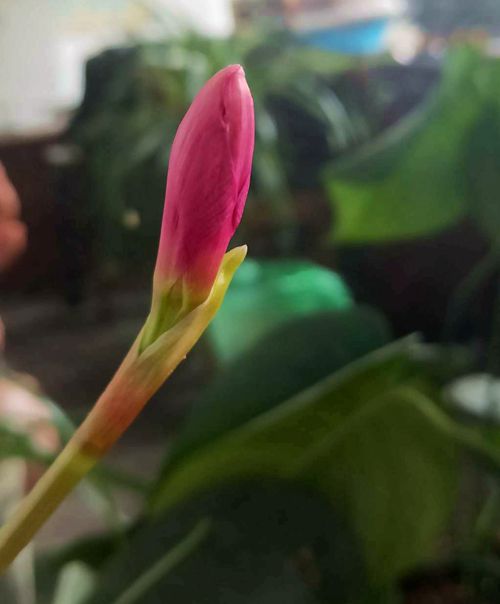 春暖花开原创的声音,倾听花开的声音