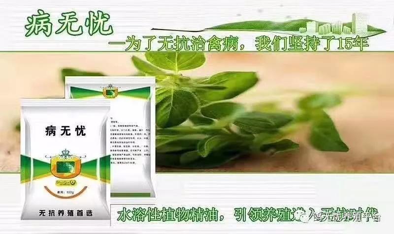 最近养鸽业行情如何,目前养鸽行情如何