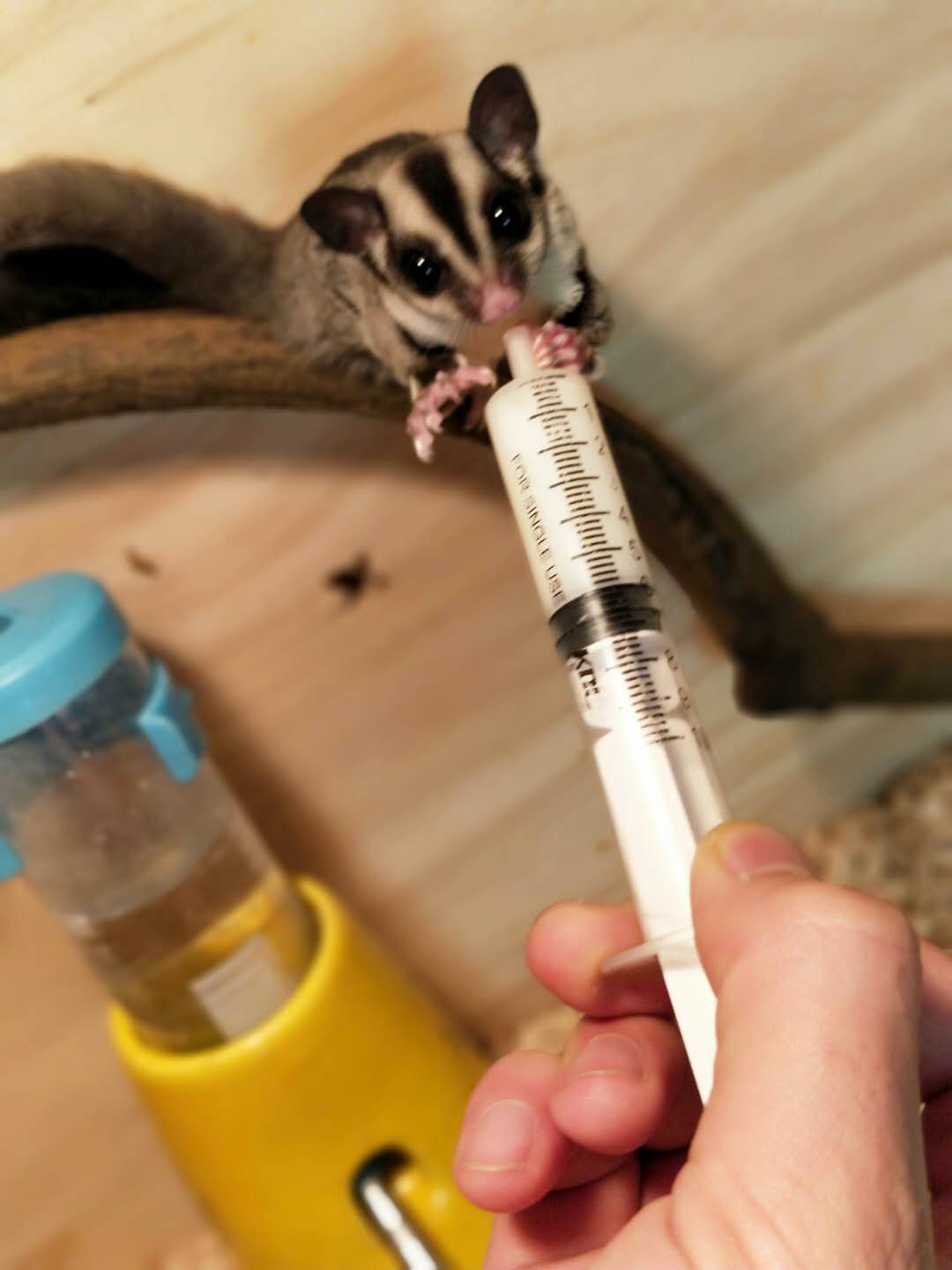 被蜜袋鼯咬出血需要打疫苗或者破伤风嘛，正确的处理方式是什么