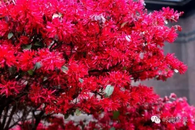 檵木小老桩盆景,檵木盆景图片大全