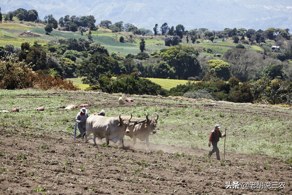 农村俗语：“枣木杆秤，柿木耙，槐木步犁打天下”，是啥意思？
