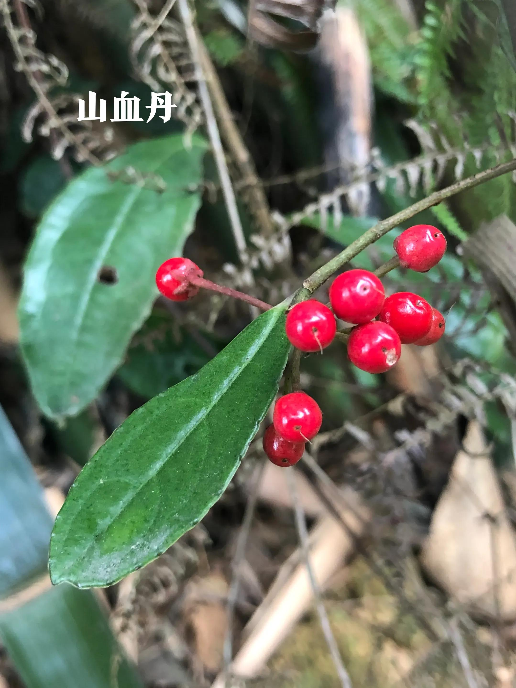 深山野岭野生植物,深山老林野菜植物