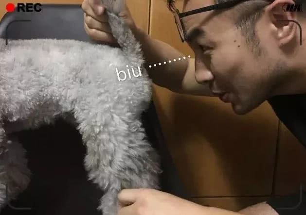 泰迪犬用什么护理毛,泰迪犬养护注意事项