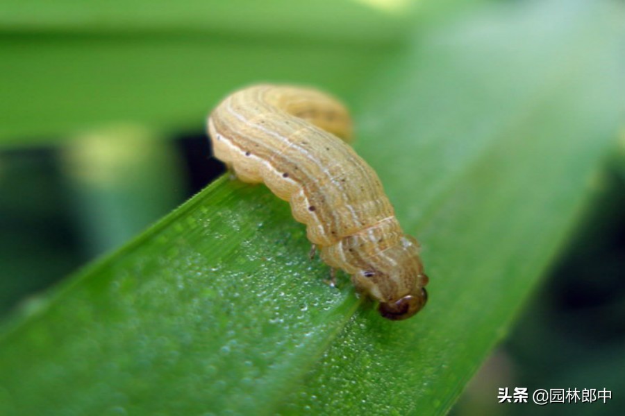 草坪食叶害虫爆发期防治方法,树叶一夜被吃光