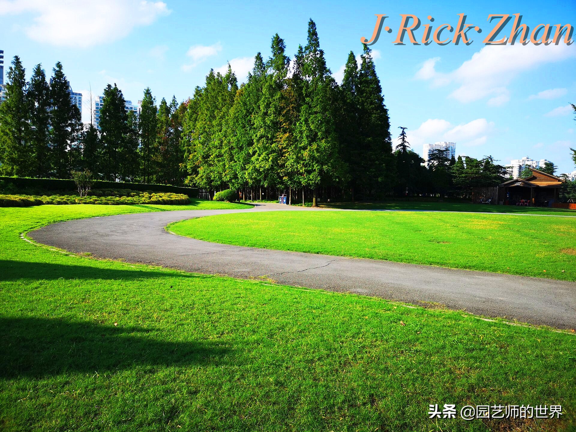 高尔夫果岭草坪家庭院子种植,麦冬草坪种植方法和注意事项