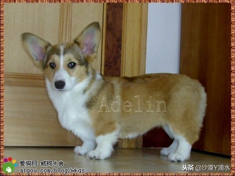 比尼熊狗狗价格,阿拉斯加狗狗价格