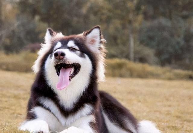 各种犬的性格分析,中型犬性格好的有哪些