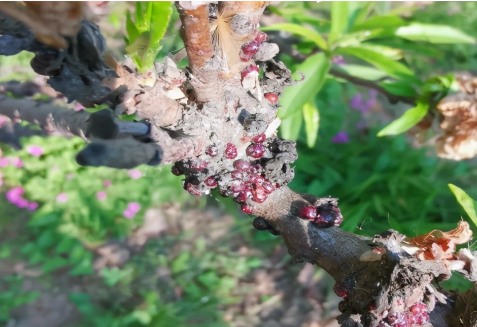 介壳虫种类图片大全,十种常见蚧壳虫图片