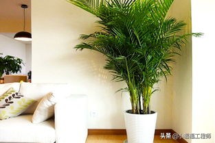 适合孕妇的室内绿植,家里有孕妇房间适合养什么植物