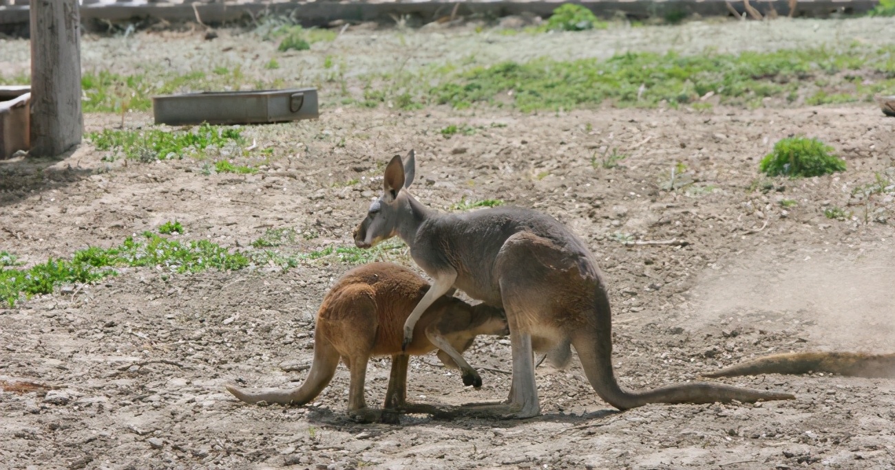 红大袋鼠：多亏了育儿袋，轻松带娃出门，旋转跳跃不停歇！